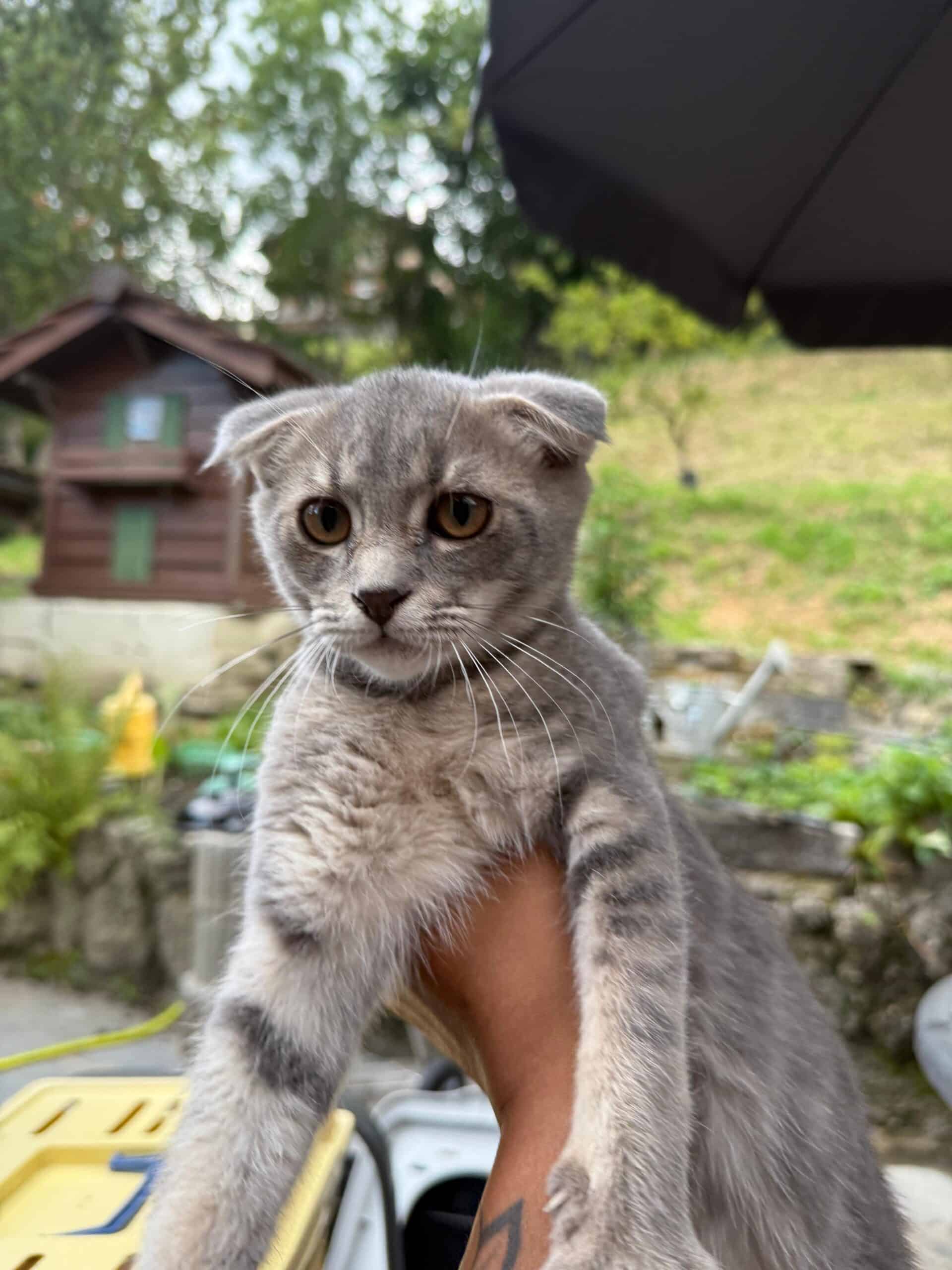 Chatons Maine-coon x Scottish fold