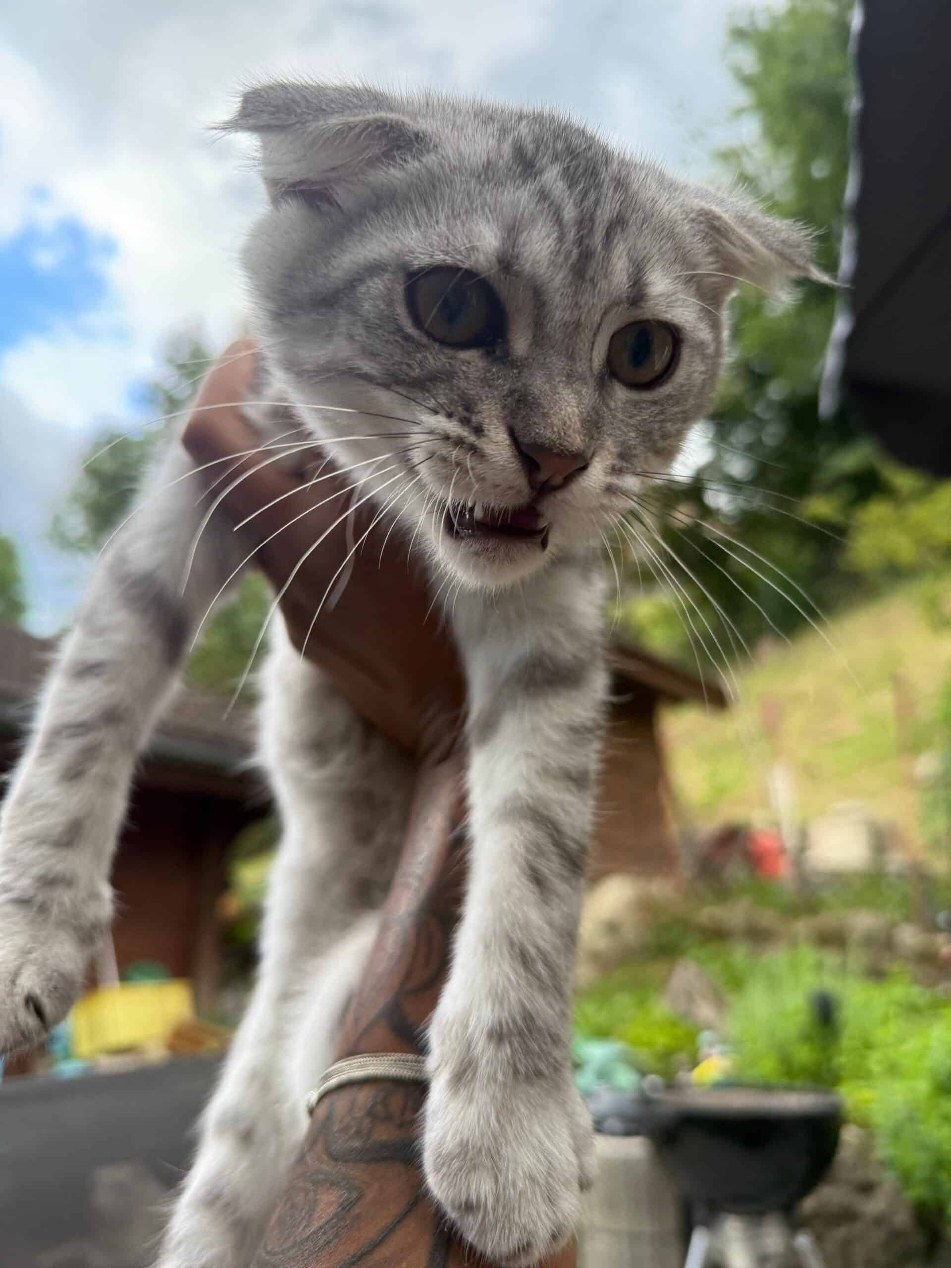 Chatons Maine-coon x Scottish fold