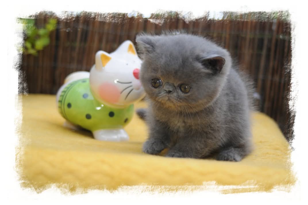 Chaton Exotic Shorthair