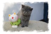 Chaton Exotic Shorthair