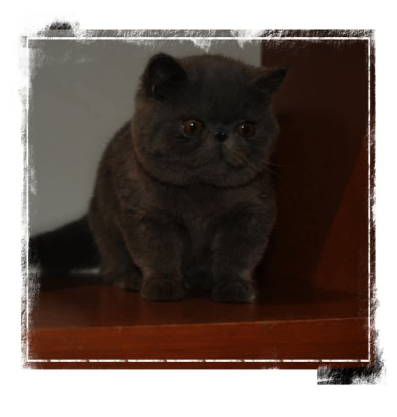Chaton Exotic Shorthair