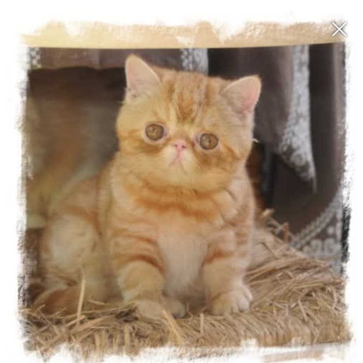 Chaton Exotic Shorthair