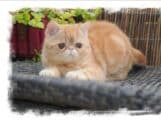 Chaton Exotic Shorthair