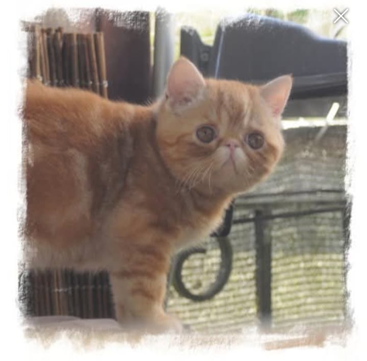 Chaton Exotic Shorthair