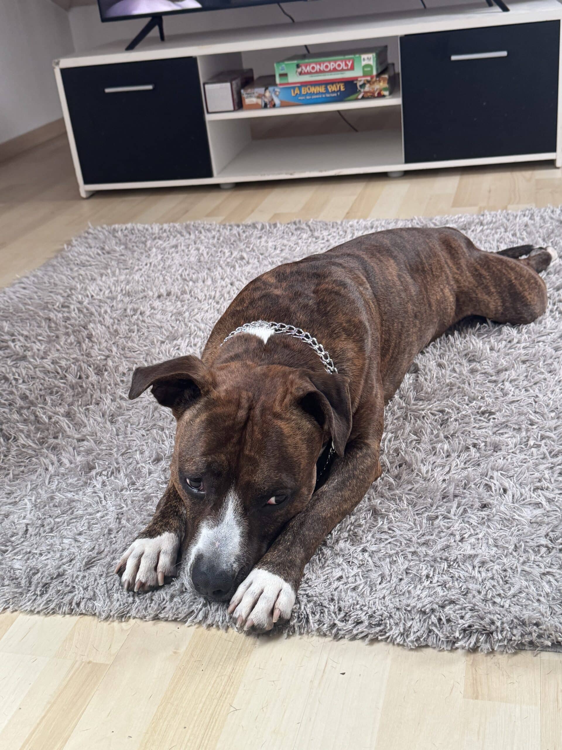 American Staffordshire terrier