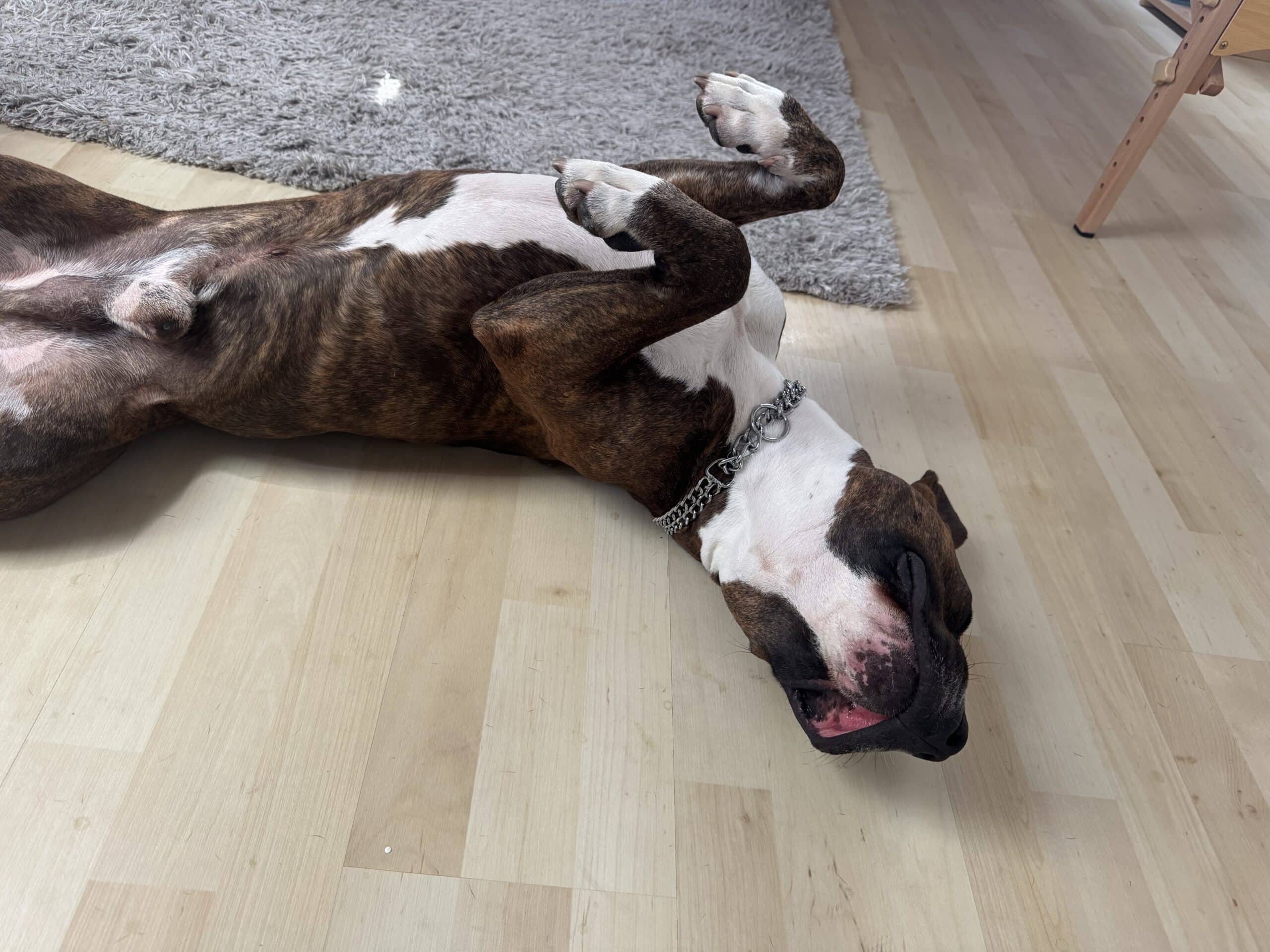 American Staffordshire terrier