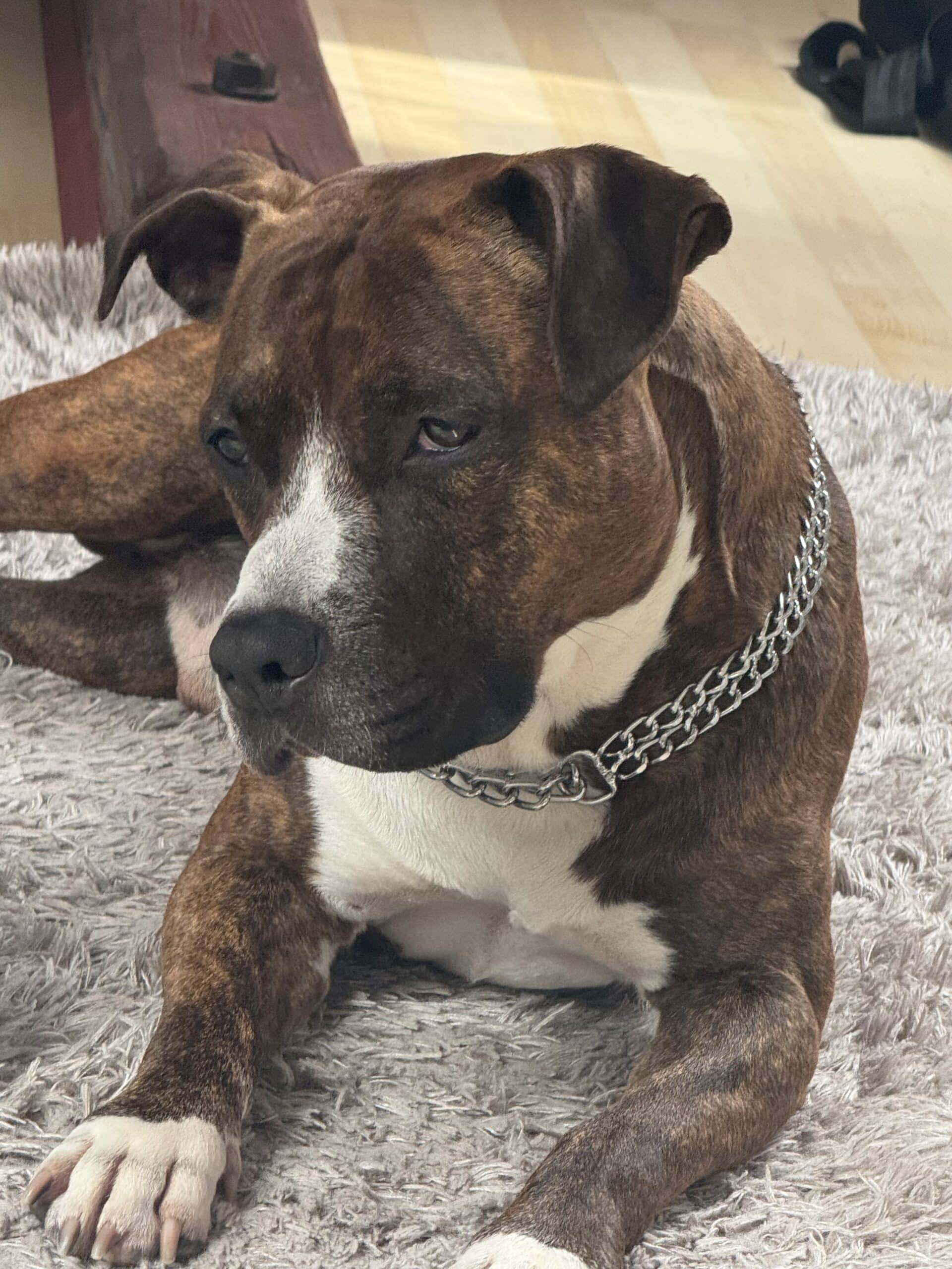 American Staffordshire terrier