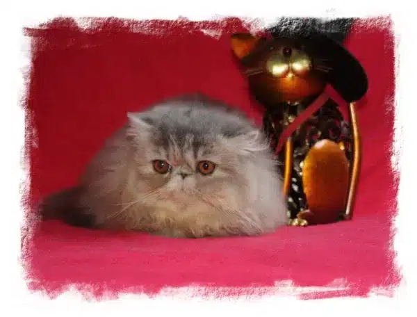 Chaton Persane pour compagnie