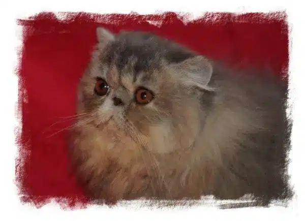 Chaton Persane pour compagnie