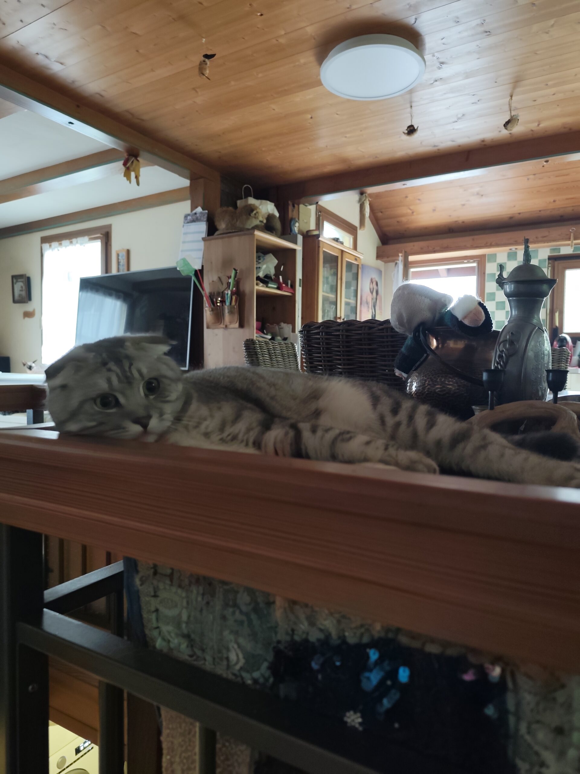 À vendre Maine Coon x Scottish Fold