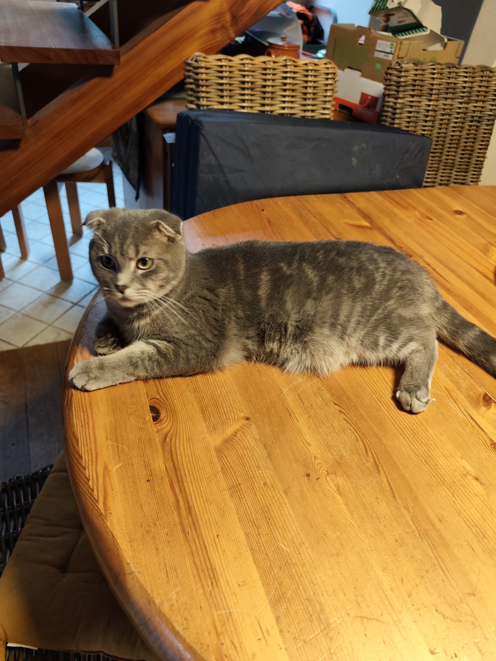 À vendre Maine Coon x Scottish Fold