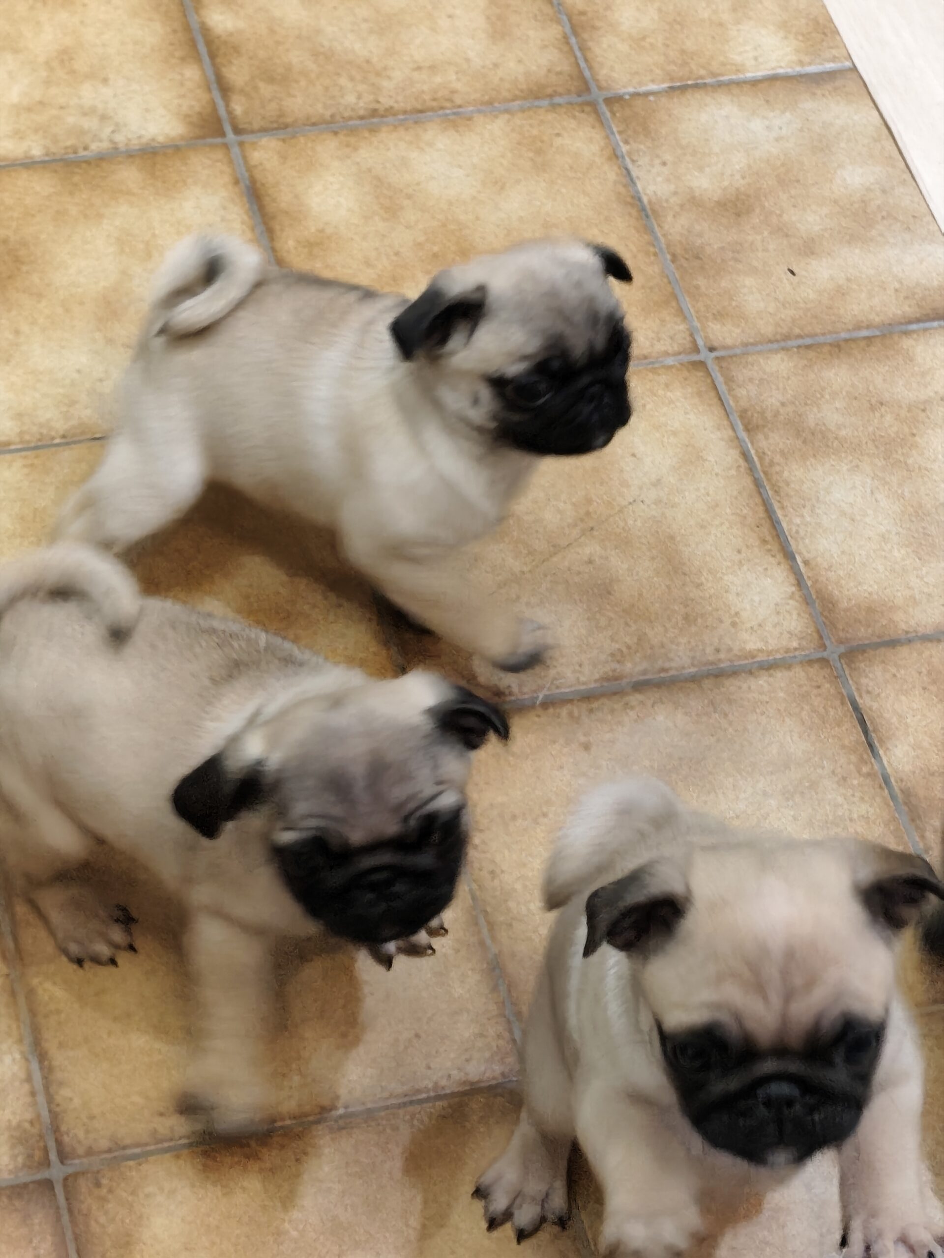 À vendre adorables chiots carlin