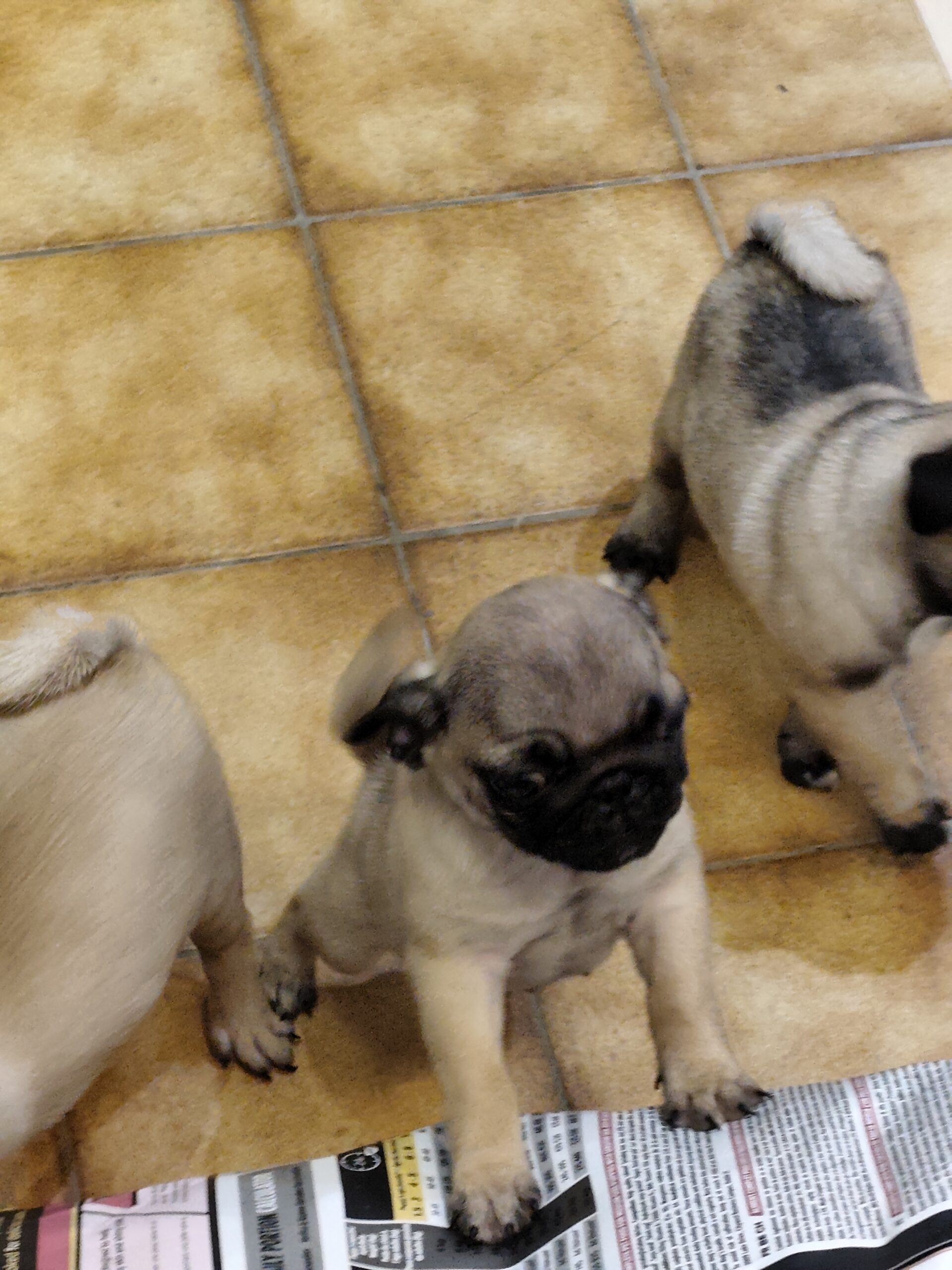 À vendre adorables chiots carlin