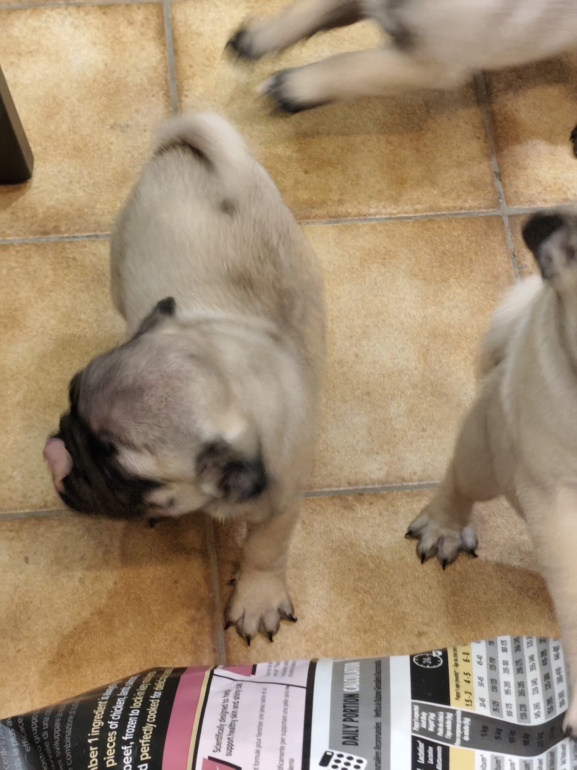 À vendre adorables chiots carlin