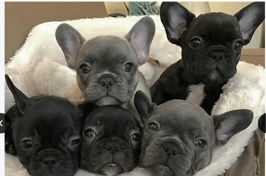 Chiots Bouledogue Français à vendre.